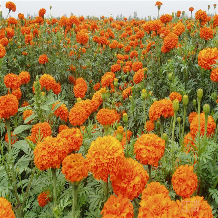 万寿菊产地报价 花境打造万寿菊供应 江瑞花卉