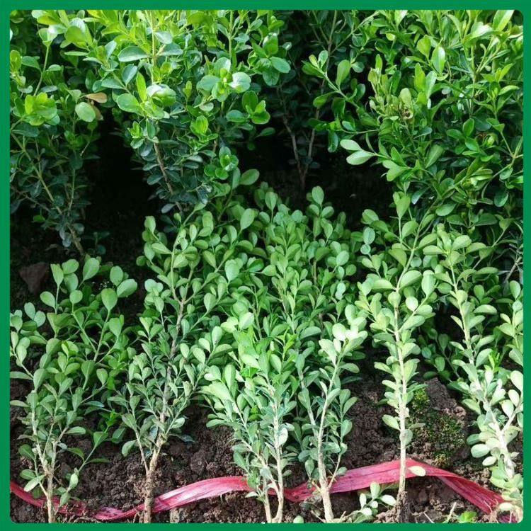 青泰   瓜子黄杨球种植基地   可用作绿篱