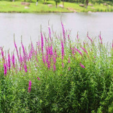 观赏盆栽  千屈菜批发商   多生长于河岸，湖畔等潮湿草地