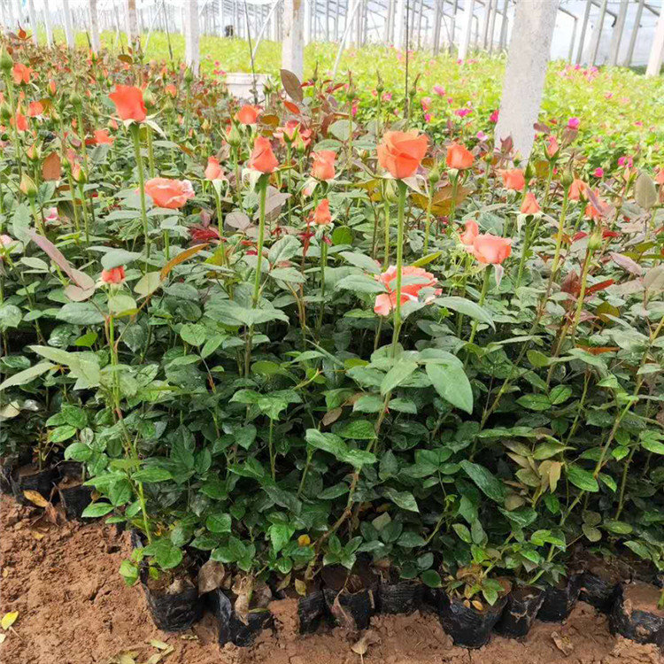 青州大花月季批发   多色大花月季批发  适用于美化庭院、装点园林