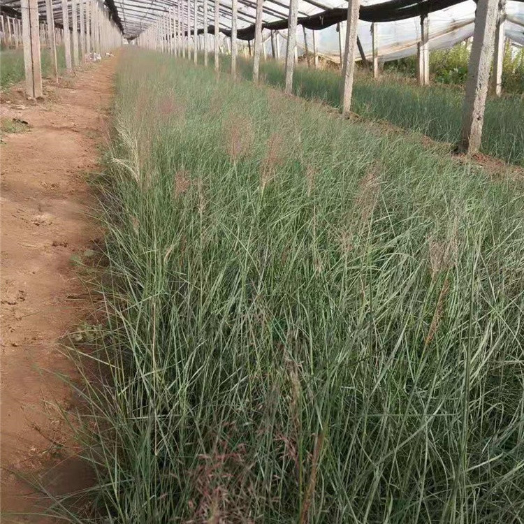 青泰   粉黛乱子草基地   多年生暖季型草本