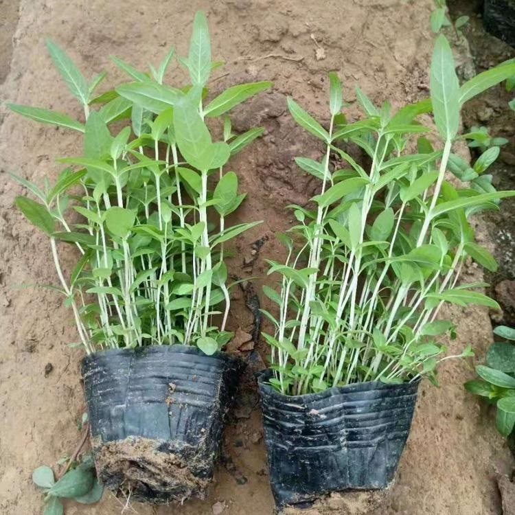 时令草花  千屈菜批发基地   多生长于河岸，湖畔等潮湿草地