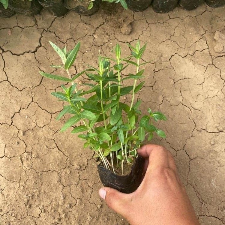绿化小苗  千屈菜报价   喜阳光湿润