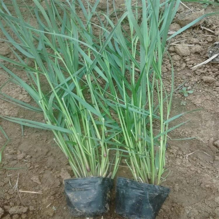 冠森  柳枝稷工程苗  水土绿化保持柳枝稷苗