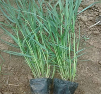 冠森  柳枝稷工程苗  水土绿化保持柳枝稷苗