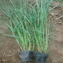 冠森  柳枝稷工程苗  水土绿化保持柳枝稷苗