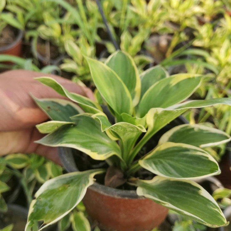 冠森  白花玉簪行情  多用于湿地水岸绿化