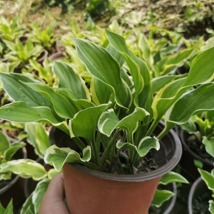 冠森  金边玉簪  花期长观赏性好