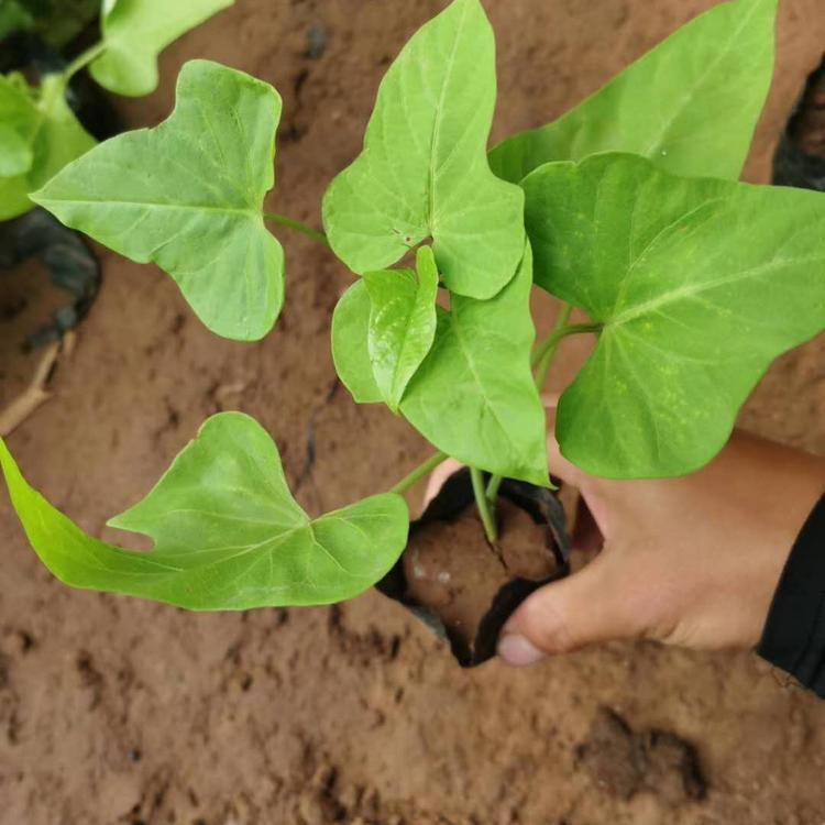 花坛租摆金叶薯盆栽  黄金薯培育  长势旺盛