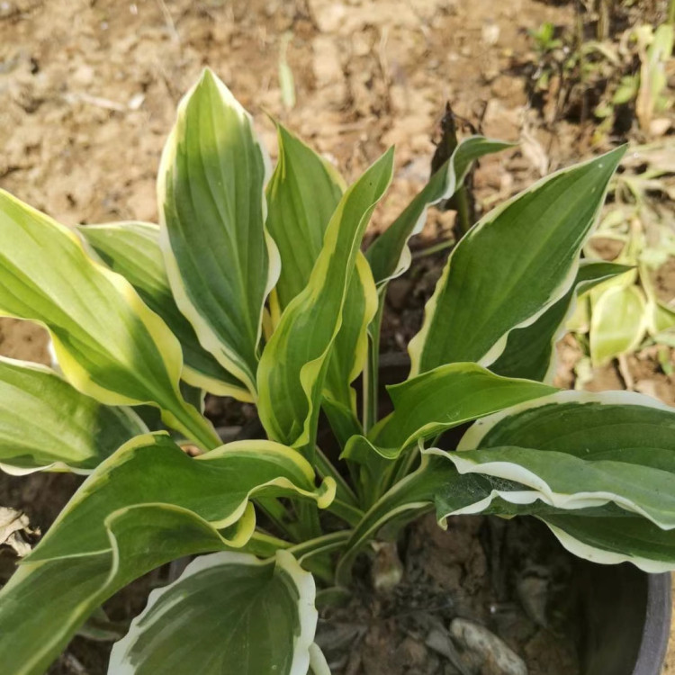 冠森  白花玉簪  移栽易成活