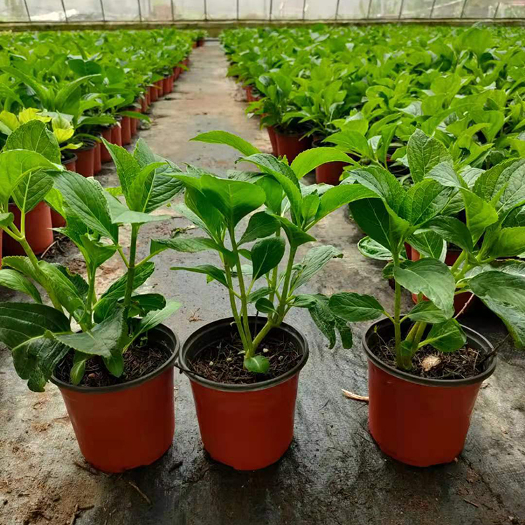 绣球盆花 欢迎电话联系 青州花卉批发 绣球供应商