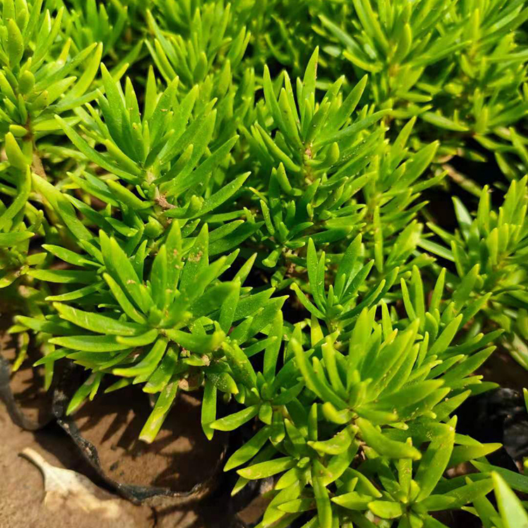 涵香佛甲草 耐热耐寒 观赏隔热绿化植物 欢迎订购