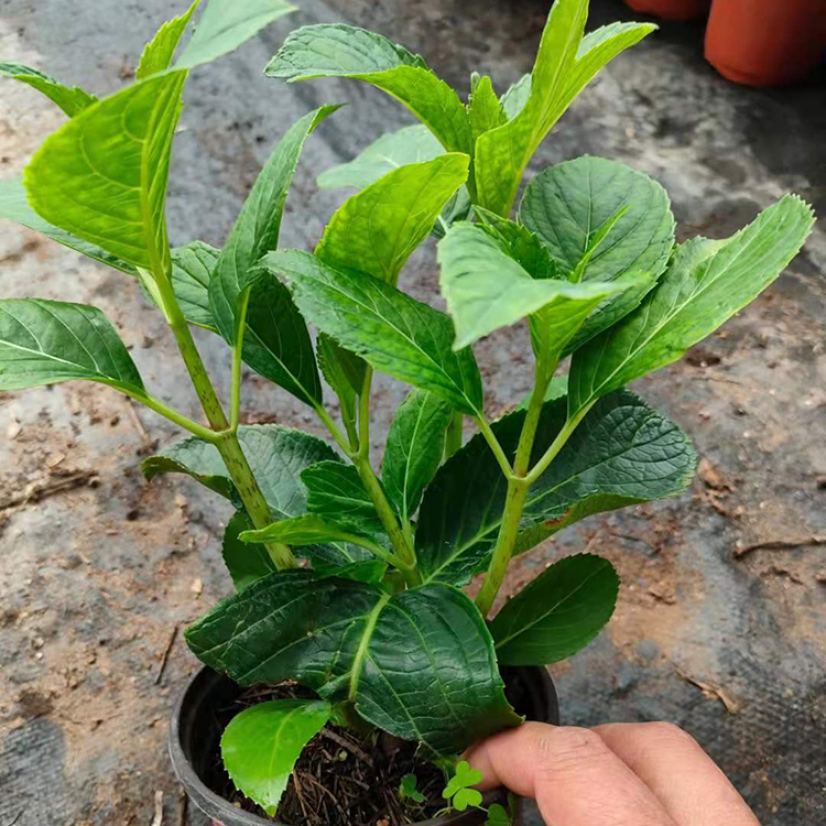 盆栽绣球 苗圃供应 山东花卉苗木 绣球供应商
