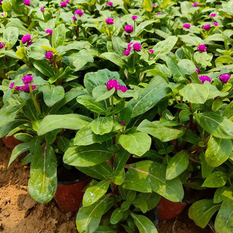 涵香花卉 青州千日红 绿化草花 花海苗木