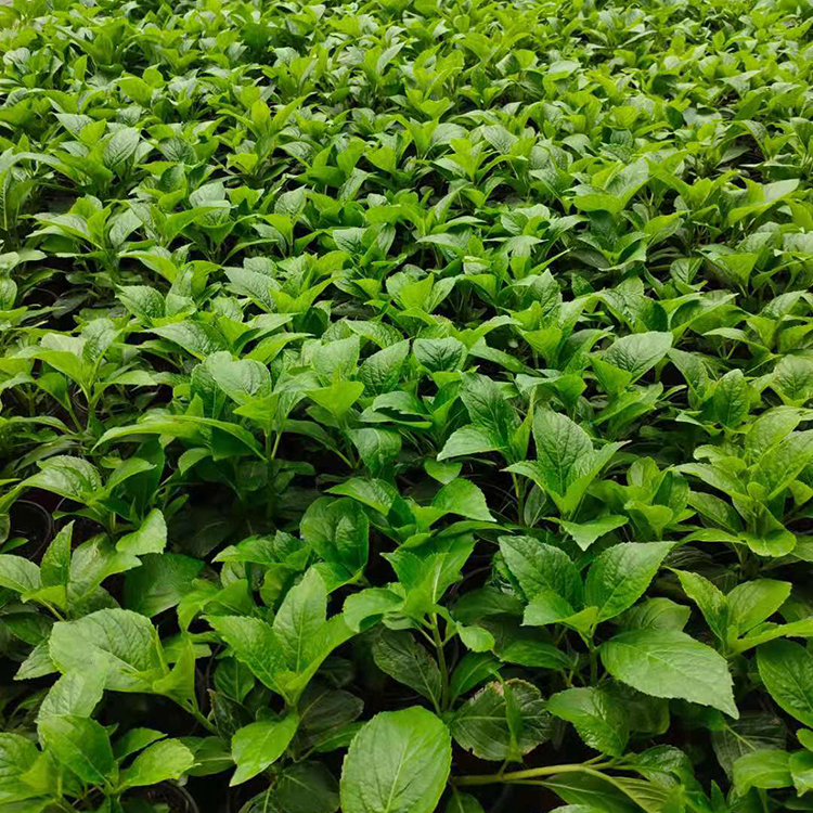 潍坊花卉苗售卖 绣球盆花 绣球批发 涵香花卉基地