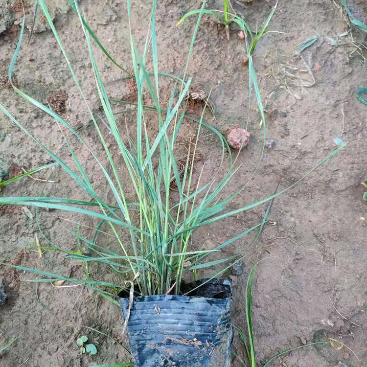 涵香花卉 粉黛乱子草种植基地 山东观赏花卉粉黛乱子草
