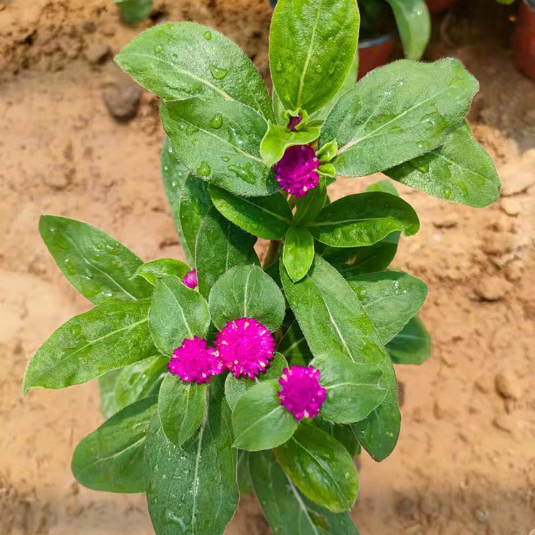 千日红小苗供应 庭院摆放好看的千日紫花卉 涵香供货