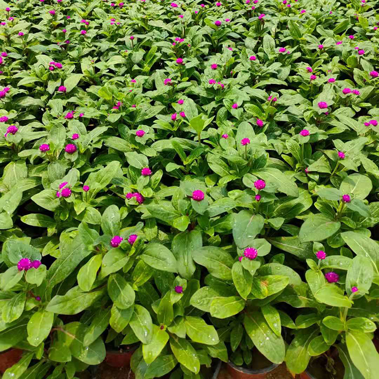 千日红 别称千日紫 一年生草本花卉 基地供应