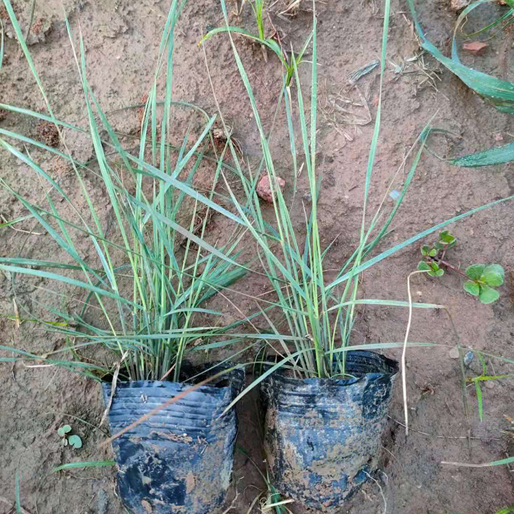 青州直售粉黛乱子草 涵香花卉 观赏花卉粉黛乱子草
