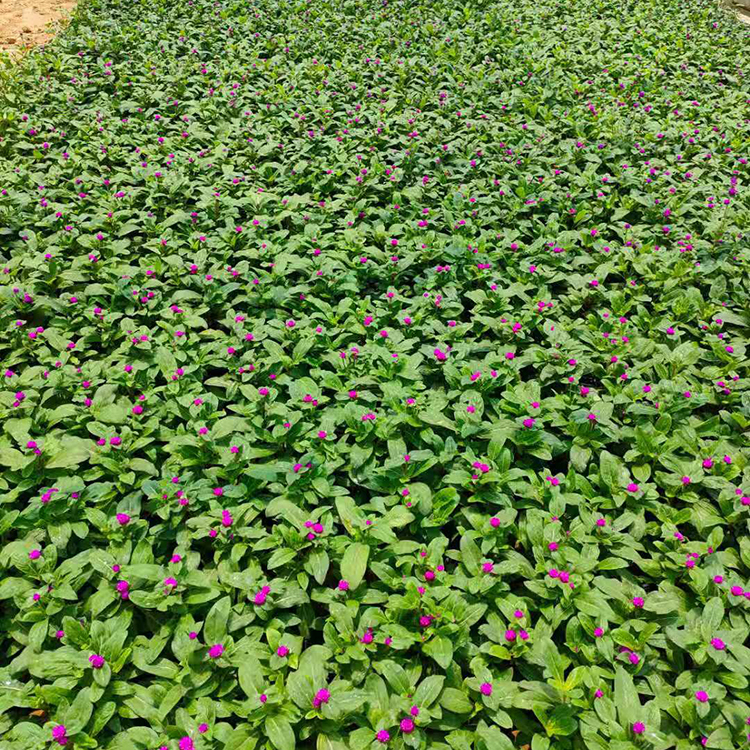 【涵香】大量供应千日红 千日红种植基地 欢迎咨询