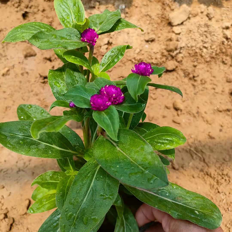 盆栽观赏花卉 千日紫 千日红 涵香发货