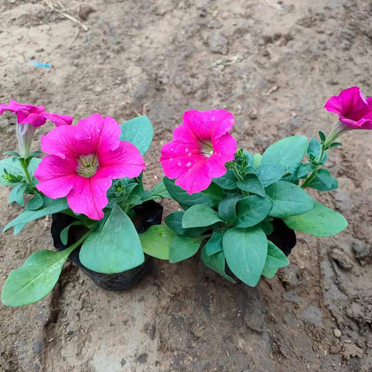 大量批发 观赏花卉 矮牵牛杯苗