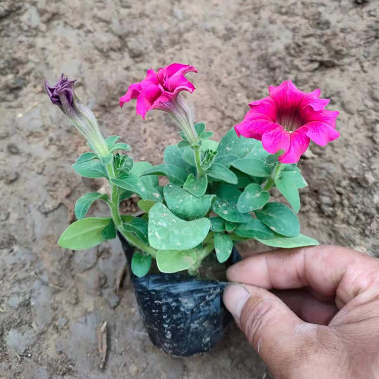 涵香花卉 出售矮牵牛 园林租摆用花卉 上盆矮牵牛