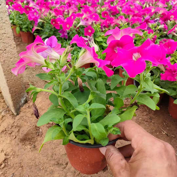 矮牵牛批发基地供应矮牵牛工程苗 花期久长势好