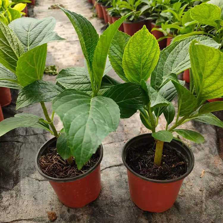 绣球盆花 基地直售 青州花卉批发 大量供应绣球