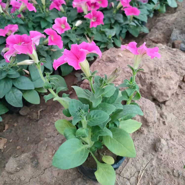 涵香花卉 矮牵牛 绿化用矮牵牛 多种花色