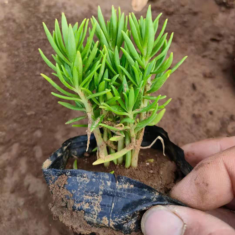 涵香 佛甲草黄金条 金叶佛甲草基地 基地批发