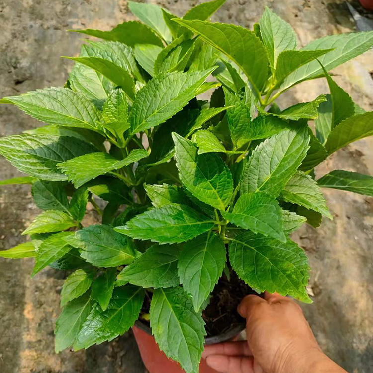 大盆绣球 涵香花卉基地 潍坊花卉苗售卖 绣球价格