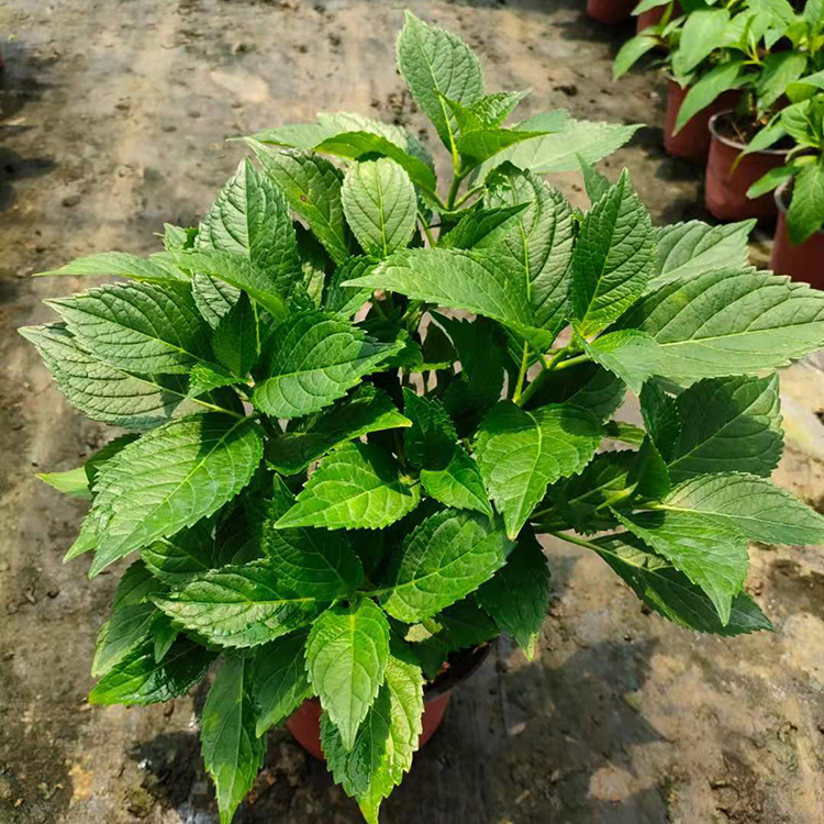 花坛绣球 涵香花卉基地 山东花卉苗木 绣球出售