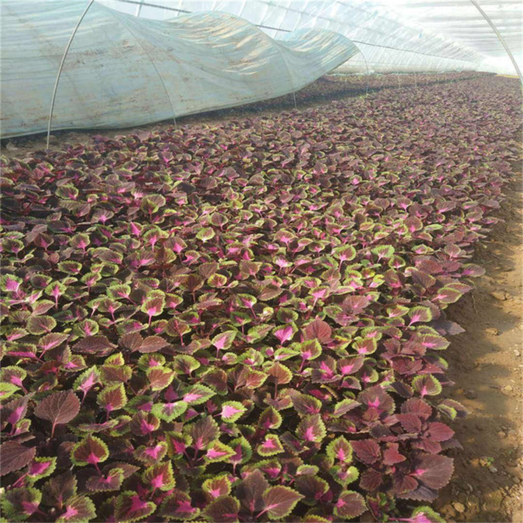 城市花坛租摆用花卉   彩叶草供应   色彩丰富