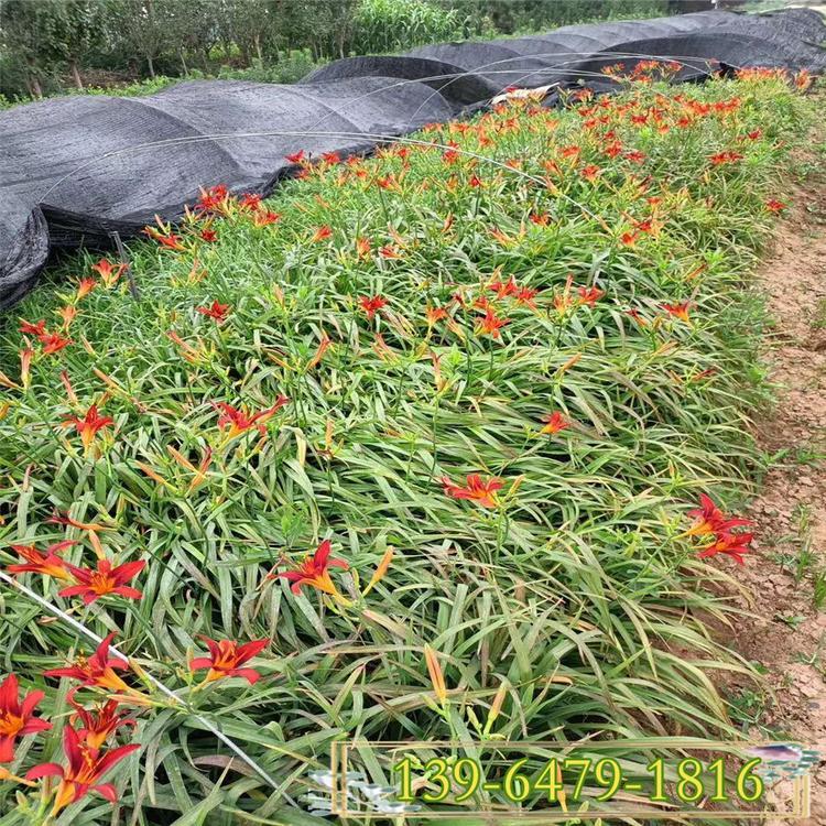 公园观赏草类绿化  金娃娃萱草价格  长势好 片植观赏效果好