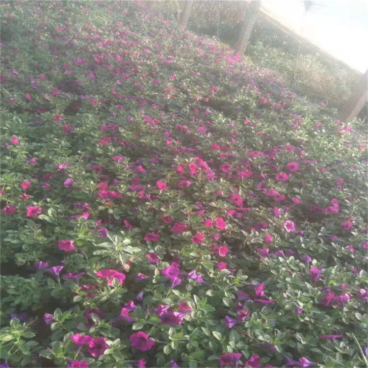工程绿化垂吊矮牵牛   垂吊牵牛小苗   多用于公园花坛点缀