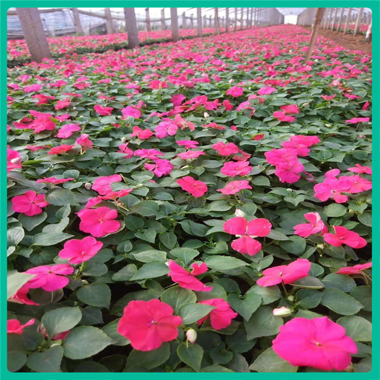 彩诺   非洲凤仙种植基地  花色品种丰富