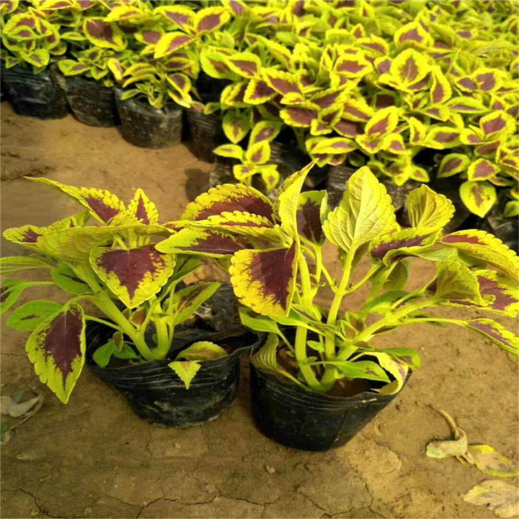 城市园林绿化观叶植物   彩叶草盆栽   多色系观叶植物