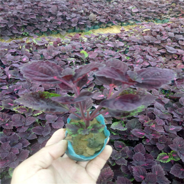 绿化工程色块用彩叶植   彩叶草盆栽   多色系观叶植物