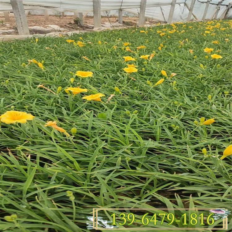 公园景点绿化草类   金娃娃萱草种植基地   花期长