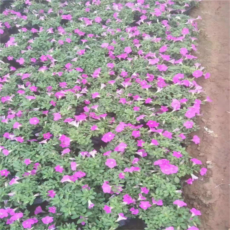 五彩牵牛花   垂吊牵牛小苗   道路俩旁栽种美化