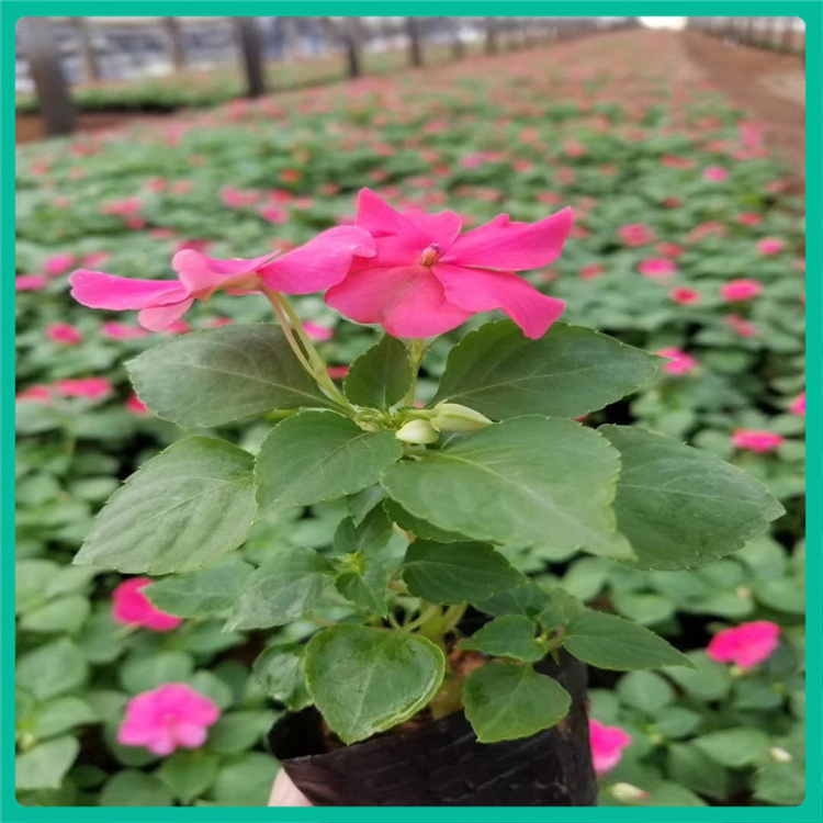 彩诺   非洲凤仙价格  花色多样，观赏性好