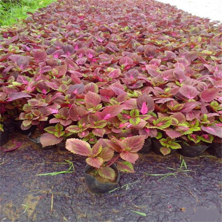 城市园林绿化观叶植物   彩叶草种植基地   多色系观叶植物