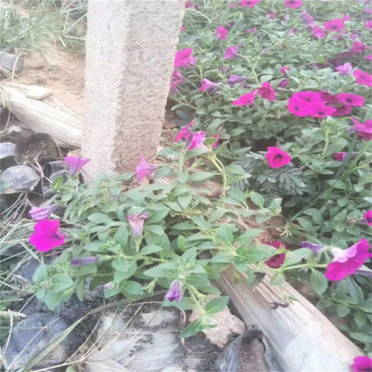工程绿化垂吊矮牵牛   垂吊牵牛批发   多色系观赏花卉
