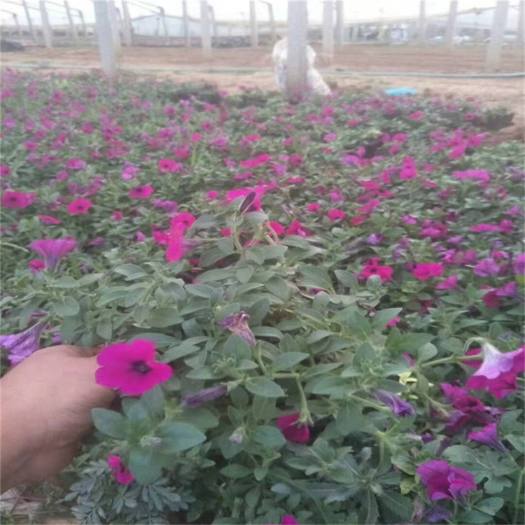 工程绿化垂吊矮牵牛   多色系垂吊牵牛   花期长色彩丰富