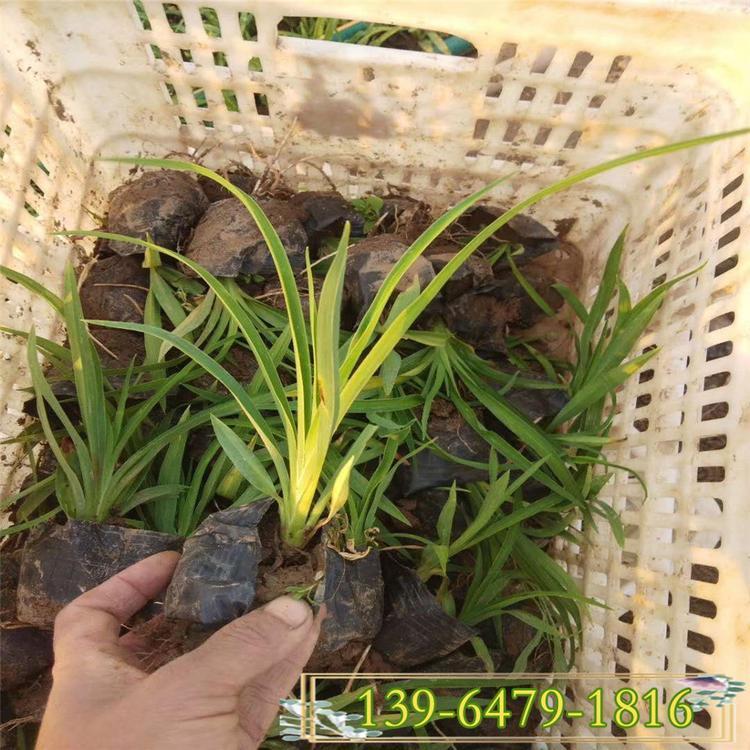 观赏草类植物   金娃娃萱草批发   花期长
