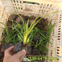 观赏草类植物   金娃娃萱草批发   花期长