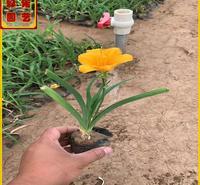 园林景观设计点缀用花   金娃娃萱草小苗   单花时间长