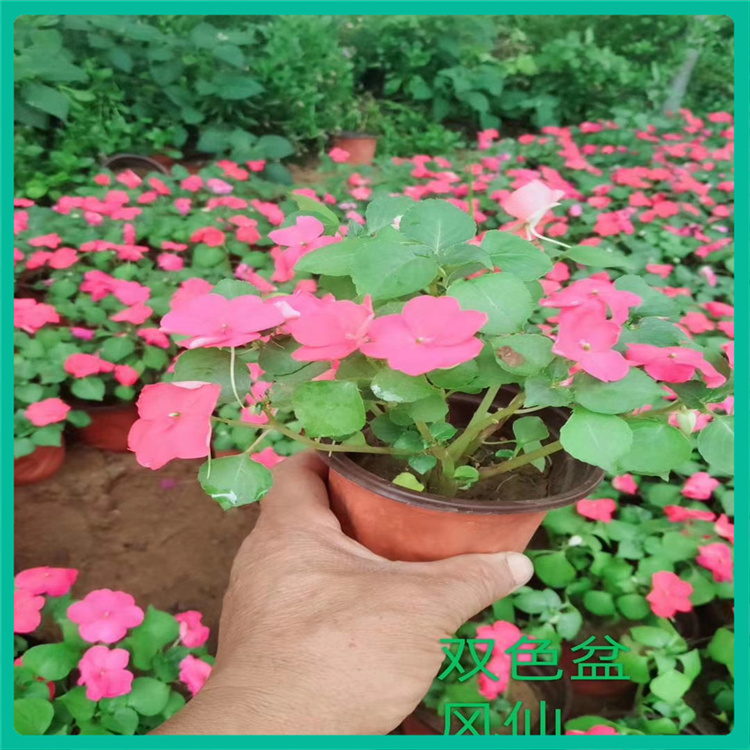 彩诺   非洲凤仙批发  花色品种丰富