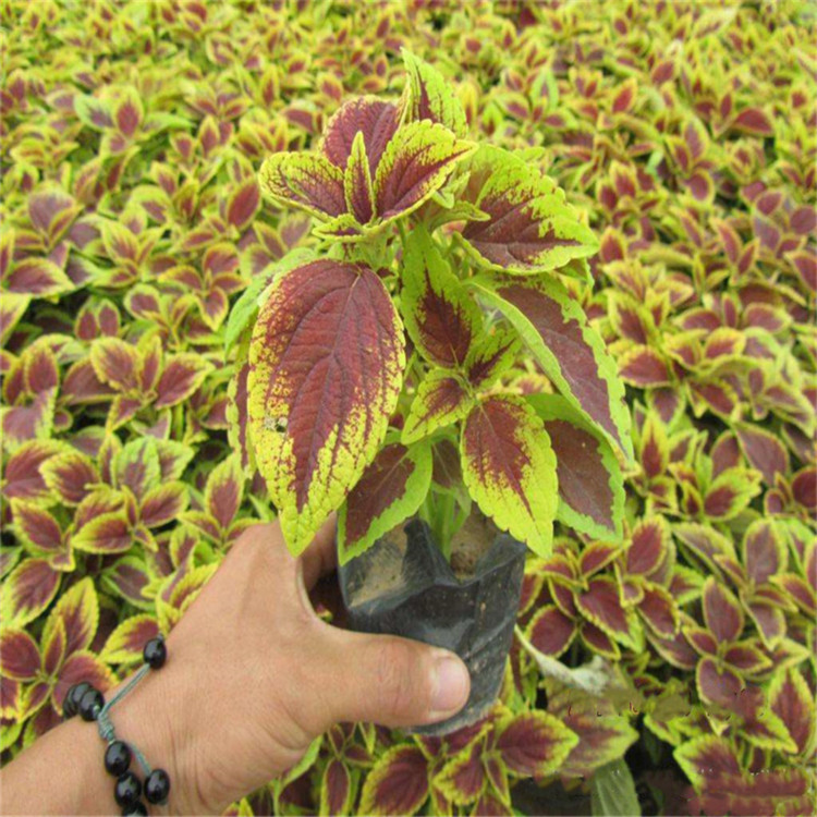 公园美化彩叶草盆栽   彩叶草种植基地   色彩丰富